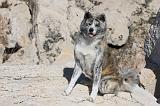 AKITA INU 314